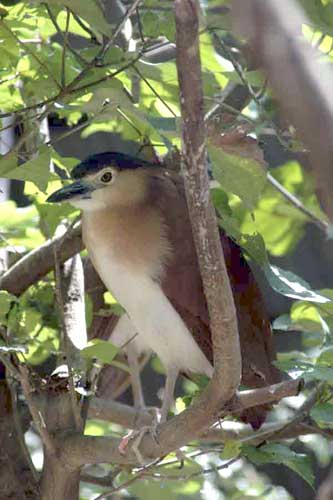 night heron-AsiaPhotoStock