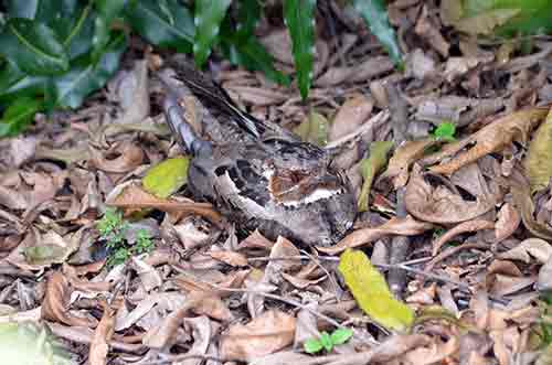 nightjar singapore-AsiaPhotoStock