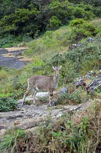 nilgiri goats-AsiaPhotoStock