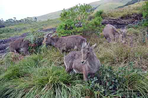 nilgiri tahr-AsiaPhotoStock