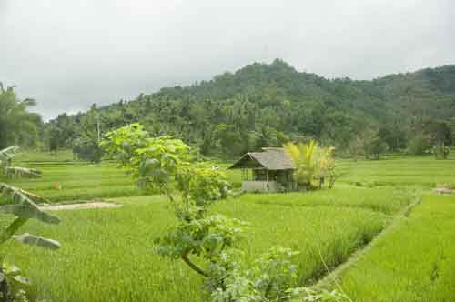 nipa hut in field-AsiaPhotoStock