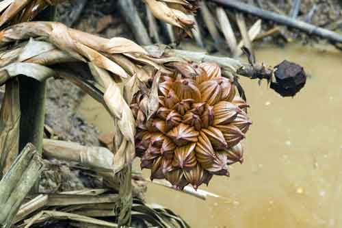 nipa palm-AsiaPhotoStock