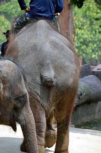 elephant no tail-AsiaPhotoStock