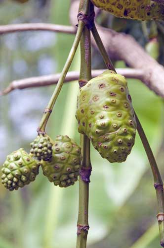 noni fruit-AsiaPhotoStock