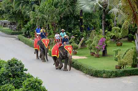 nooch elephants-AsiaPhotoStock