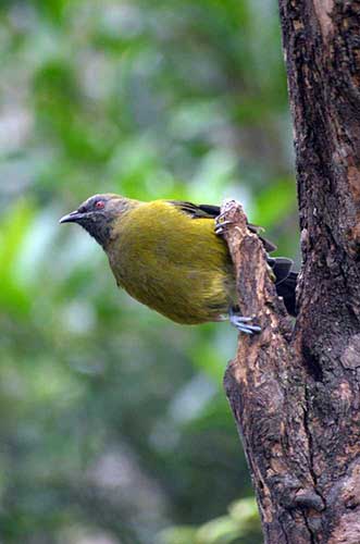 nz bell bird-AsiaPhotoStock