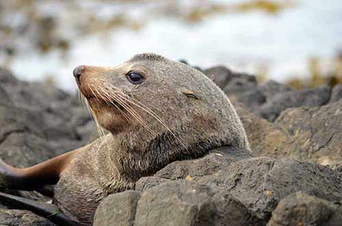 nz fur seal-AsiaPhotoStock