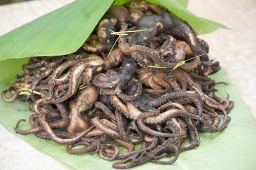 octopus-AsiaPhotoStock