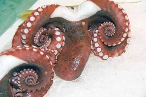 octopus-AsiaPhotoStock