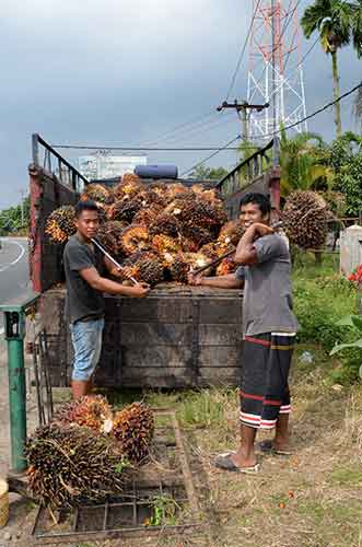 oil palm medan-AsiaPhotoStock