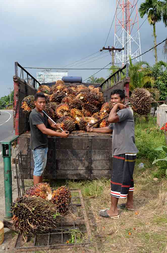oil palm medan-AsiaPhotoStock