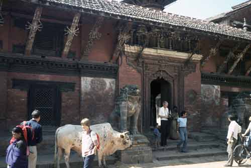 old temple and cow-AsiaPhotoStock