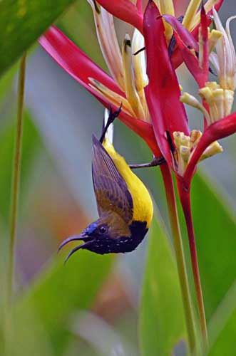 olive backed male-AsiaPhotoStock