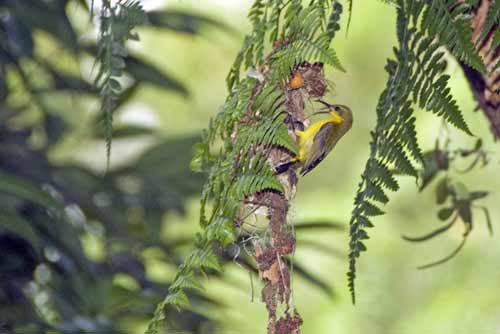 olive backed sunbirds-AsiaPhotoStock