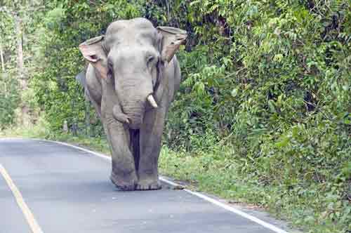 one tusk-AsiaPhotoStock