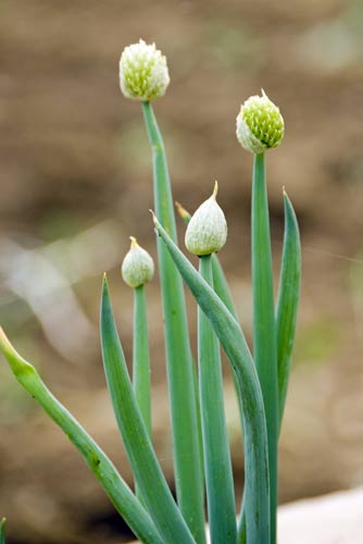 onions-AsiaPhotoStock