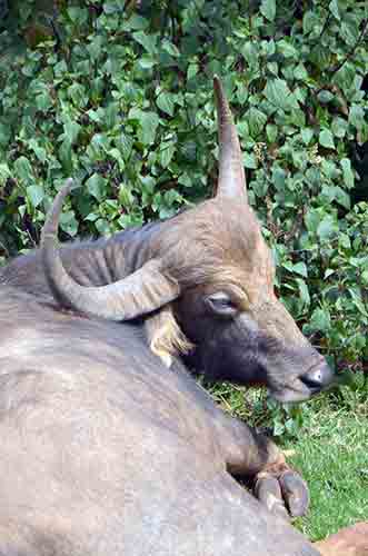 ooty horns-AsiaPhotoStock