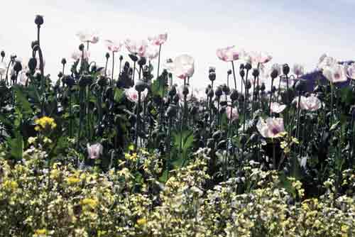 opium poppies-AsiaPhotoStock