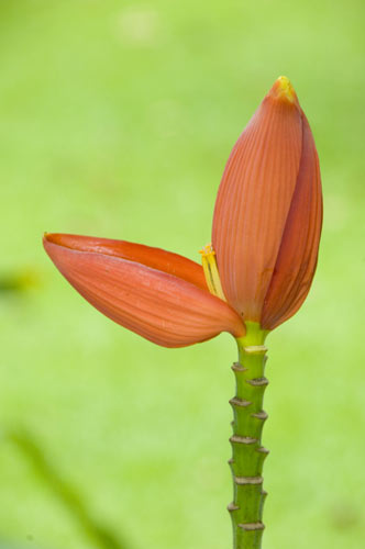 orange banana flower-AsiaPhotoStock