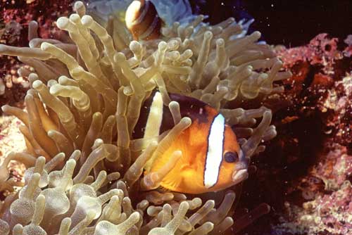 orange clown fish-AsiaPhotoStock