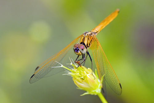orange dragonfly-AsiaPhotoStock