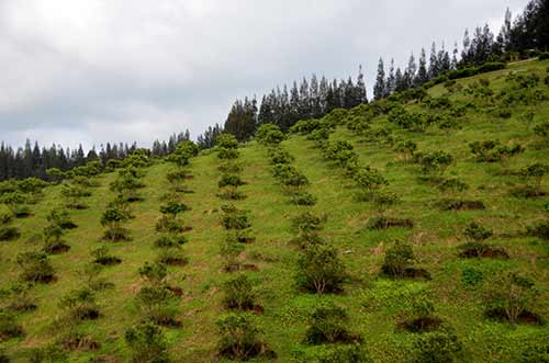 orange plantation-AsiaPhotoStock