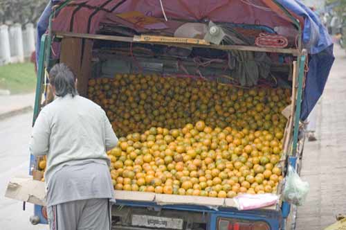 oranges-AsiaPhotoStock