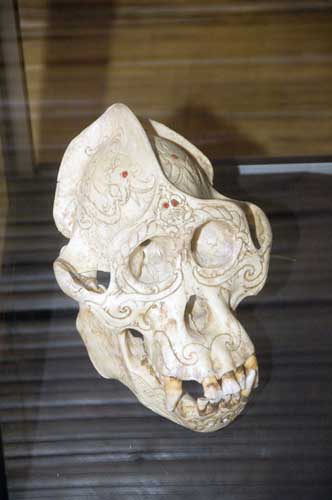 orangutan skull-AsiaPhotoStock