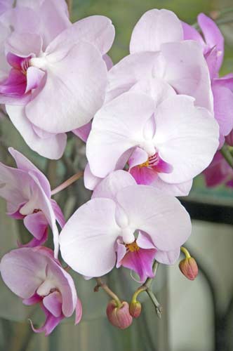 orchid11-AsiaPhotoStock