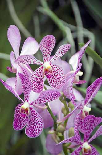 orchid speckled-AsiaPhotoStock
