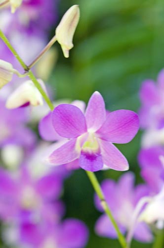 pink dendrobium-AsiaPhotoStock