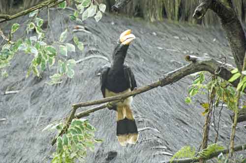 oriental pied hornbill-AsiaPhotoStock