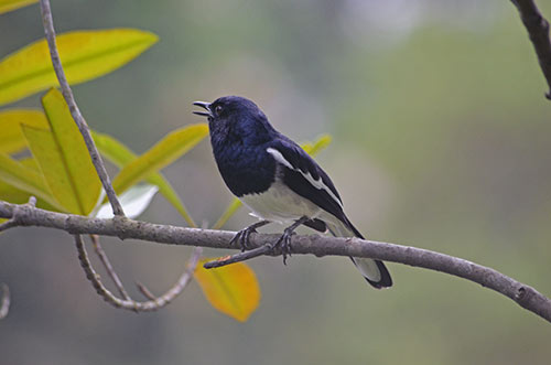 oriental magpie robin-AsiaPhotoStock