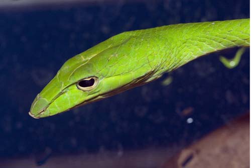 oriental whip snake-AsiaPhotoStock