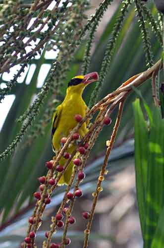 feeding oriole-AsiaPhotoStock