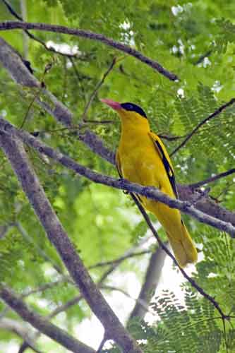 black naped oriole-AsiaPhotoStock