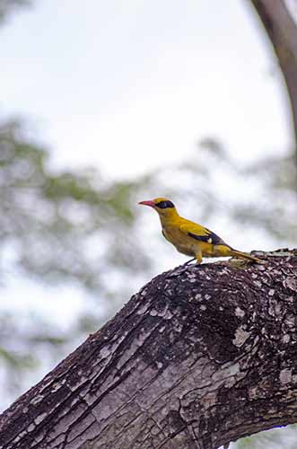 oriole black naped-AsiaPhotoStock