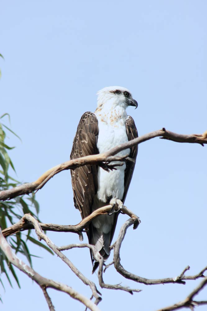 osprey-AsiaPhotoStock