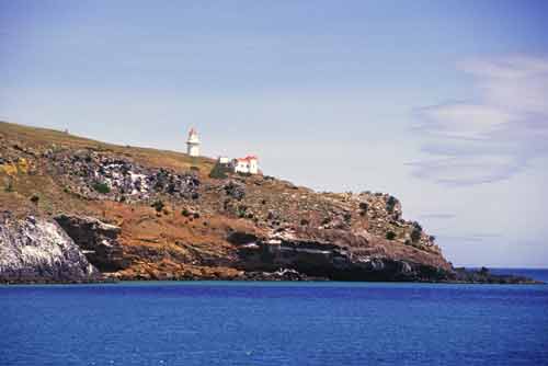 taiaroa head-AsiaPhotoStock