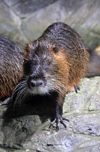 thai otter-asia photo stock