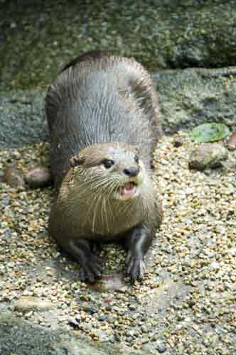 asian small clawed otter-AsiaPhotoStock