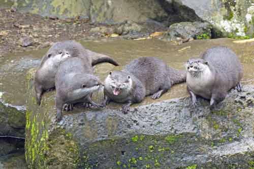 otters-AsiaPhotoStock