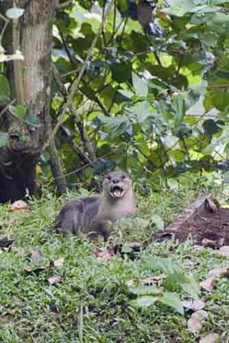 smooth otter-AsiaPhotoStock