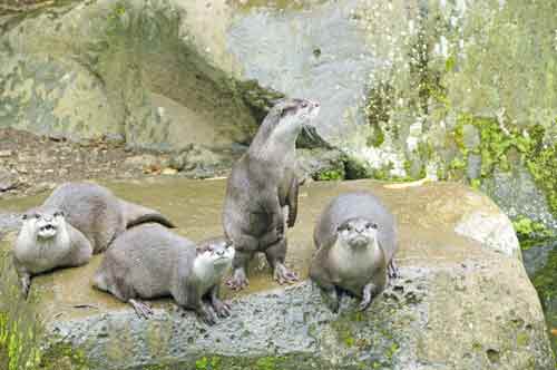 otters indonesia-AsiaPhotoStock