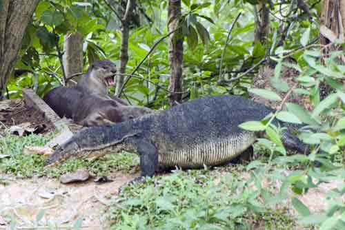 smooth otter and monitor-AsiaPhotoStock