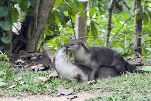 smooth otters mating-AsiaPhotoStock