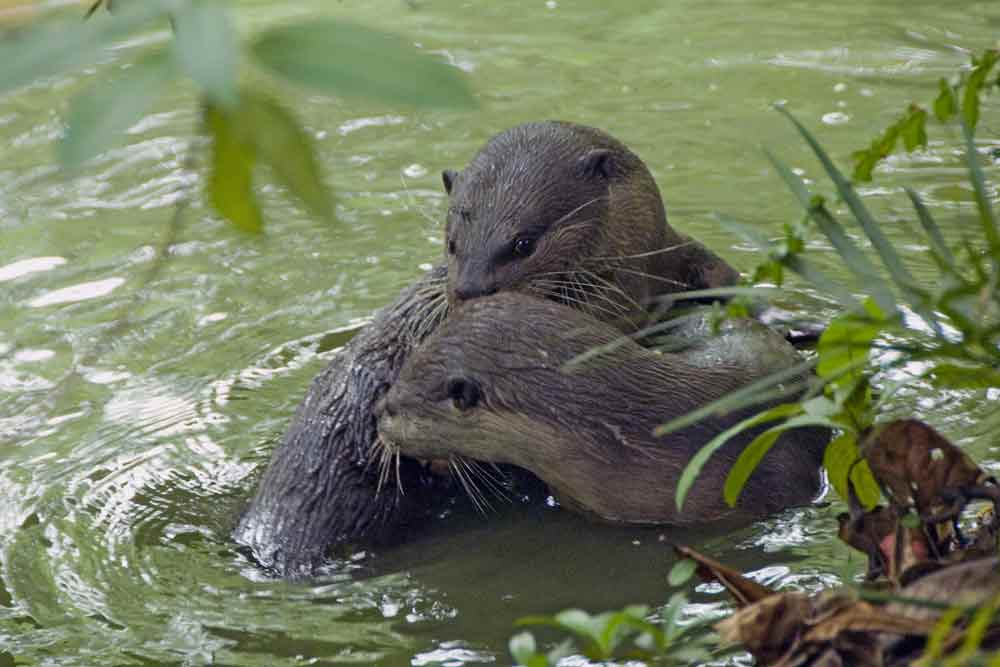 otters playing singapore-AsiaPhotoStock