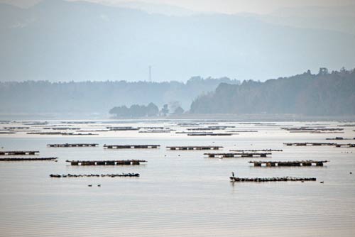 oyster beds-AsiaPhotoStock
