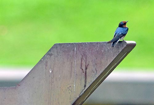 pacific swallow-AsiaPhotoStock