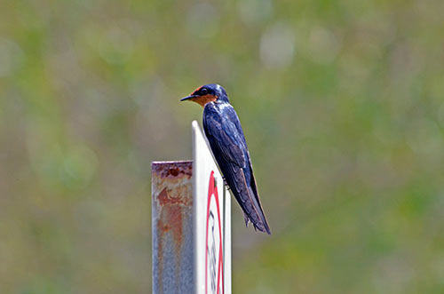 pacific swallow singapore-AsiaPhotoStock